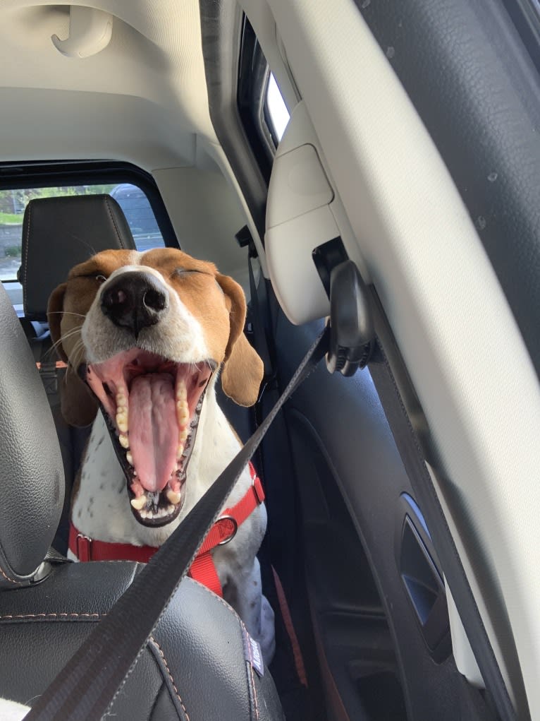 Luca, a Treeing Walker Coonhound tested with EmbarkVet.com