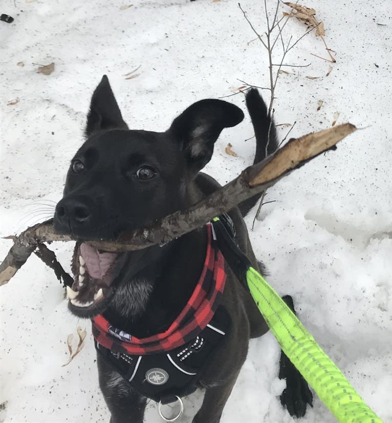 Penelope, an American Pit Bull Terrier and Chow Chow mix tested with EmbarkVet.com