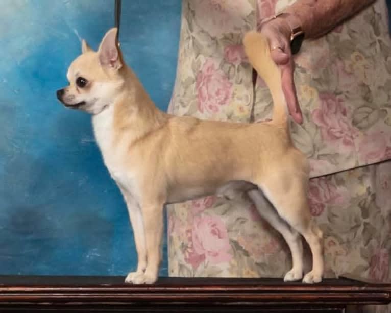Rocky Wilder, a Chihuahua tested with EmbarkVet.com