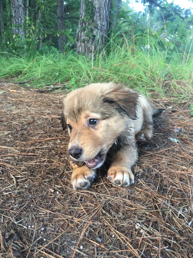 Khaleesi, a Rottweiler and German Shepherd Dog mix tested with EmbarkVet.com