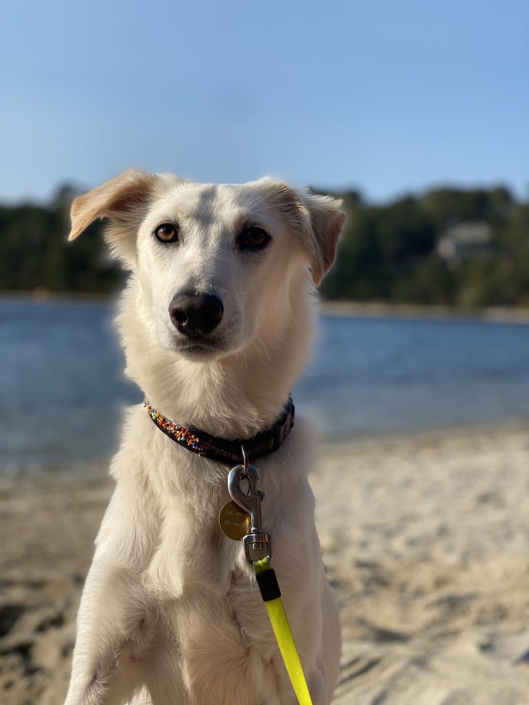 BASTI ARMANI, an Arabian Village Dog and Saluki mix tested with EmbarkVet.com