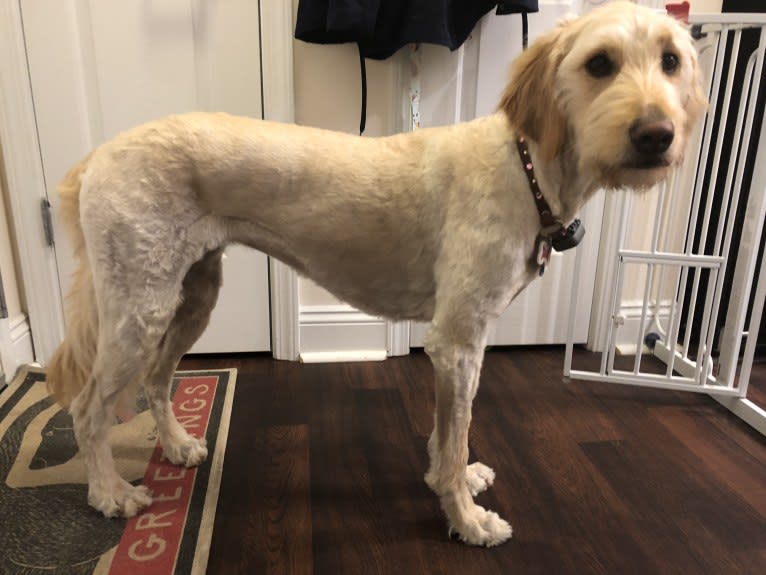 Sandy, a Goldendoodle tested with EmbarkVet.com