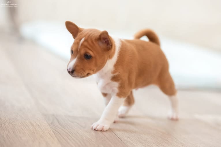 Dar Bony-Sona Cristofer Robin, a Basenji tested with EmbarkVet.com