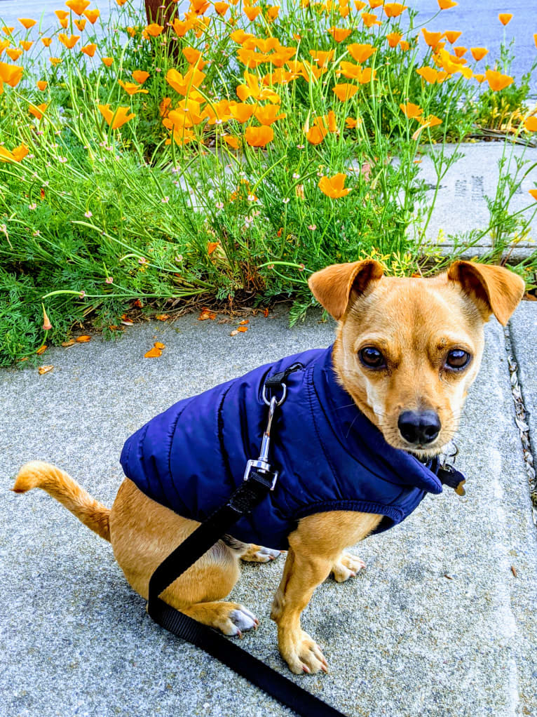 Chuck, a Chihuahua and Pomeranian mix tested with EmbarkVet.com