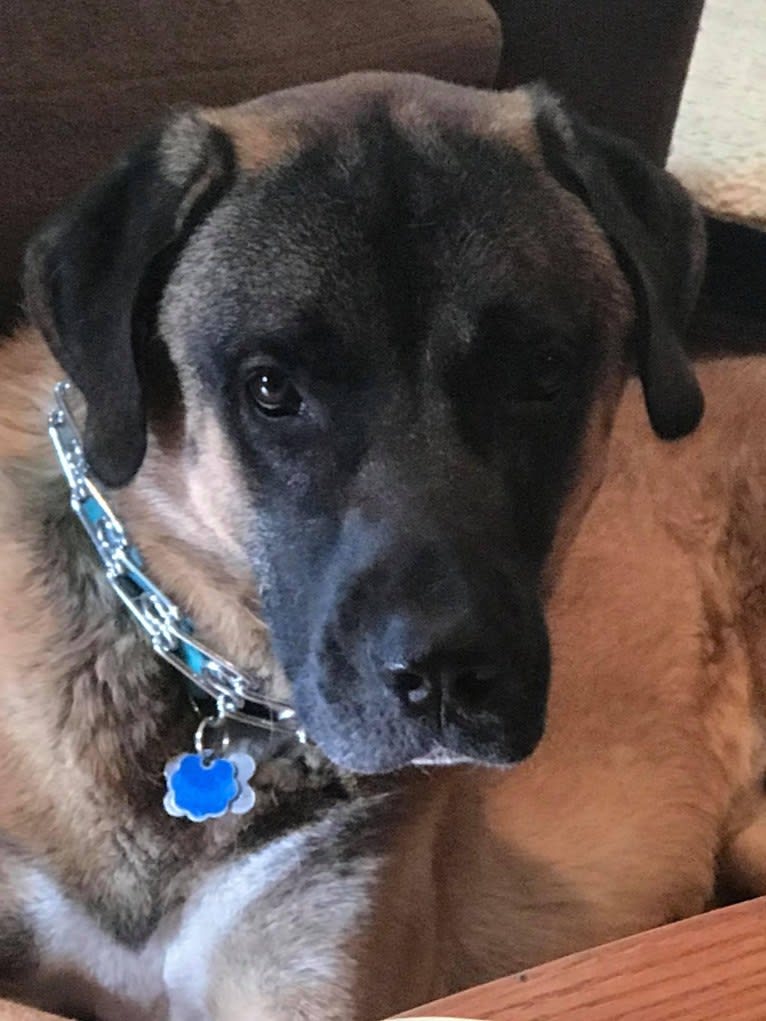 ROCCO, an Anatolian Shepherd Dog tested with EmbarkVet.com