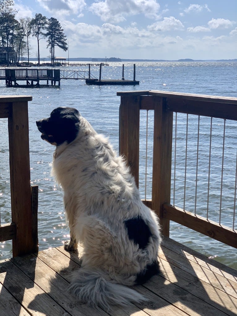 Osa Stott, a Newfoundland and Great Pyrenees mix tested with EmbarkVet.com