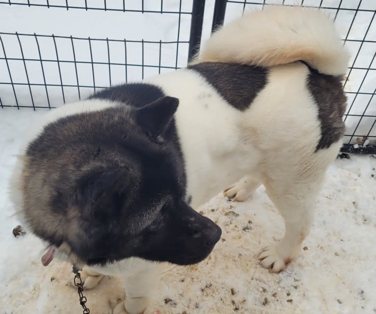 Sansa, an Akita tested with EmbarkVet.com