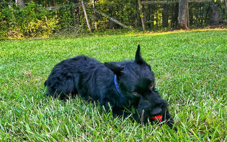 Vaatu, a Black Russian Terrier and Belgian Malinois mix tested with EmbarkVet.com