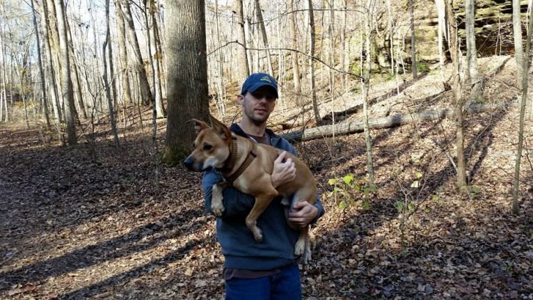 Rocco, an Australian Cattle Dog and American Pit Bull Terrier mix tested with EmbarkVet.com