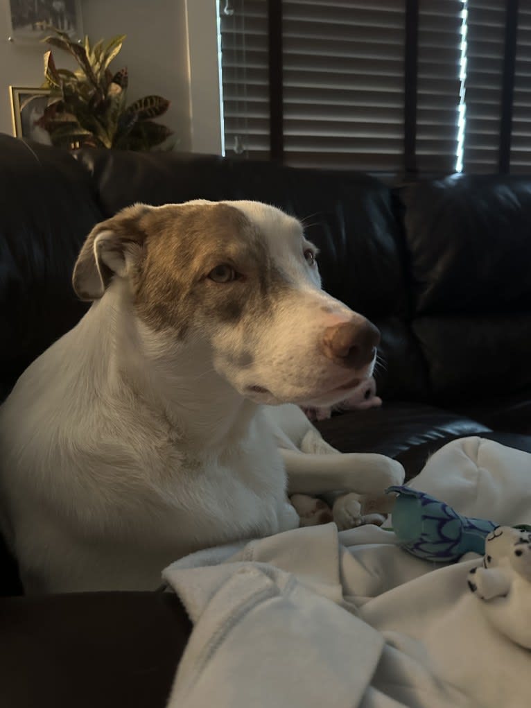 Mance, an American Pit Bull Terrier and German Shepherd Dog mix tested with EmbarkVet.com