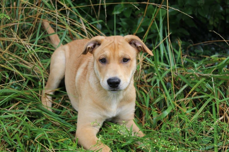 Fizz, a Carolina Dog tested with EmbarkVet.com