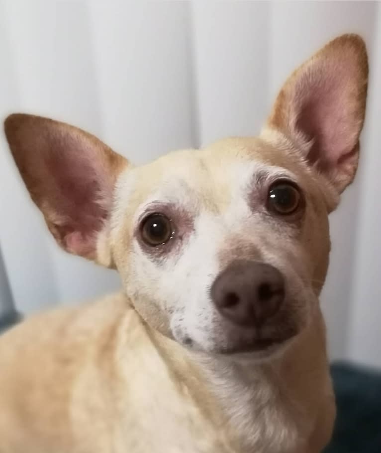 Froyo, a Chihuahua and Miniature Pinscher mix tested with EmbarkVet.com