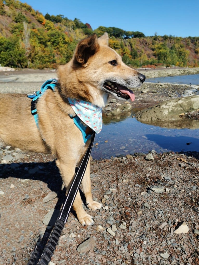 Abel, a German Shepherd Dog and Jindo mix tested with EmbarkVet.com