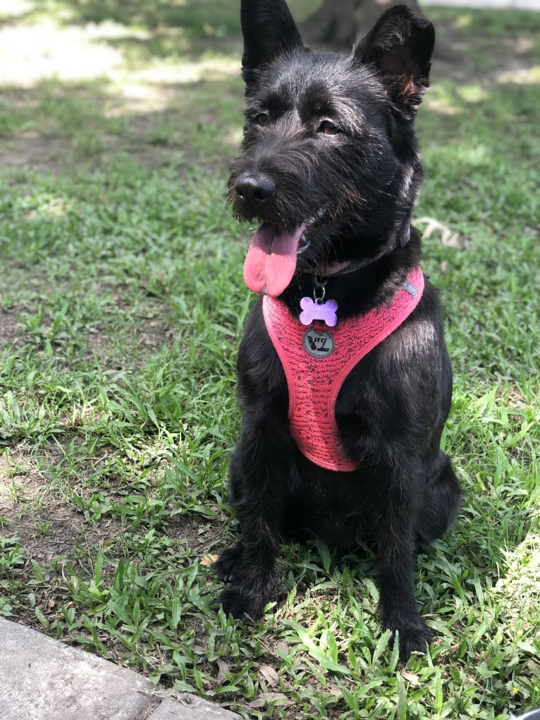 Minnie, a Miniature Schnauzer and Labrador Retriever mix tested with EmbarkVet.com