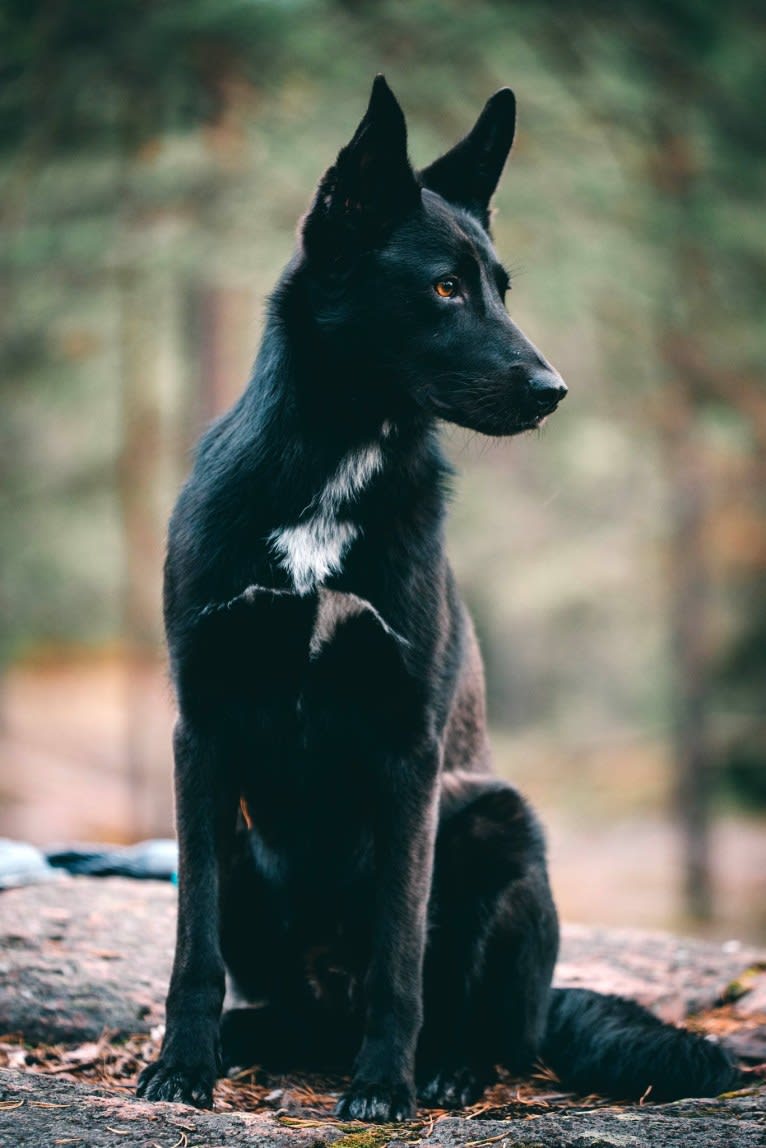 Keja, a Central Asian Village Dog tested with EmbarkVet.com