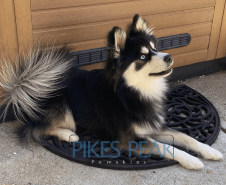 Rush, a Siberian Husky and Pomeranian mix tested with EmbarkVet.com