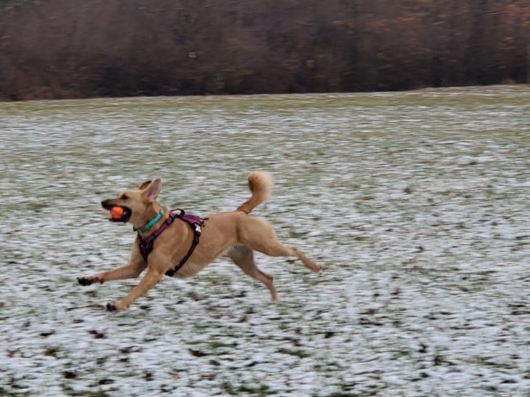 Willow, a Rottweiler and Dachshund mix tested with EmbarkVet.com