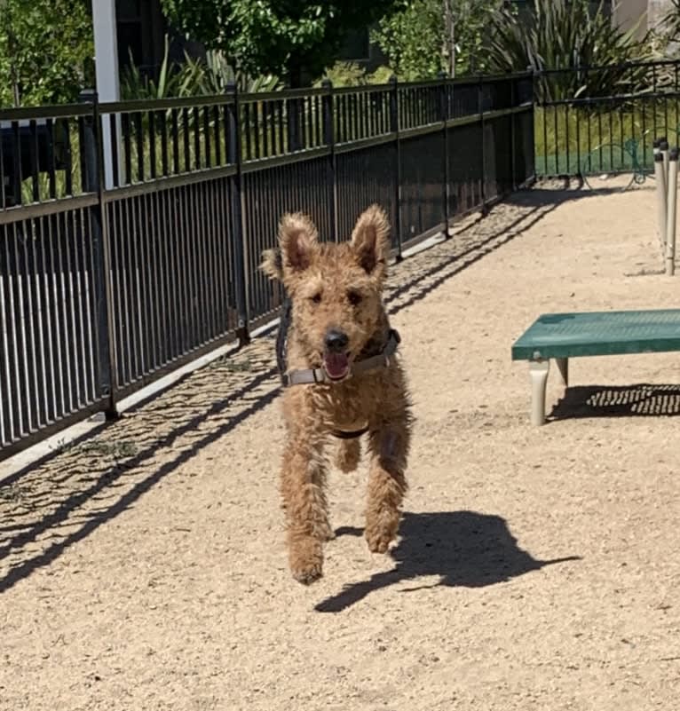 Dante, an Airedale Terrier tested with EmbarkVet.com