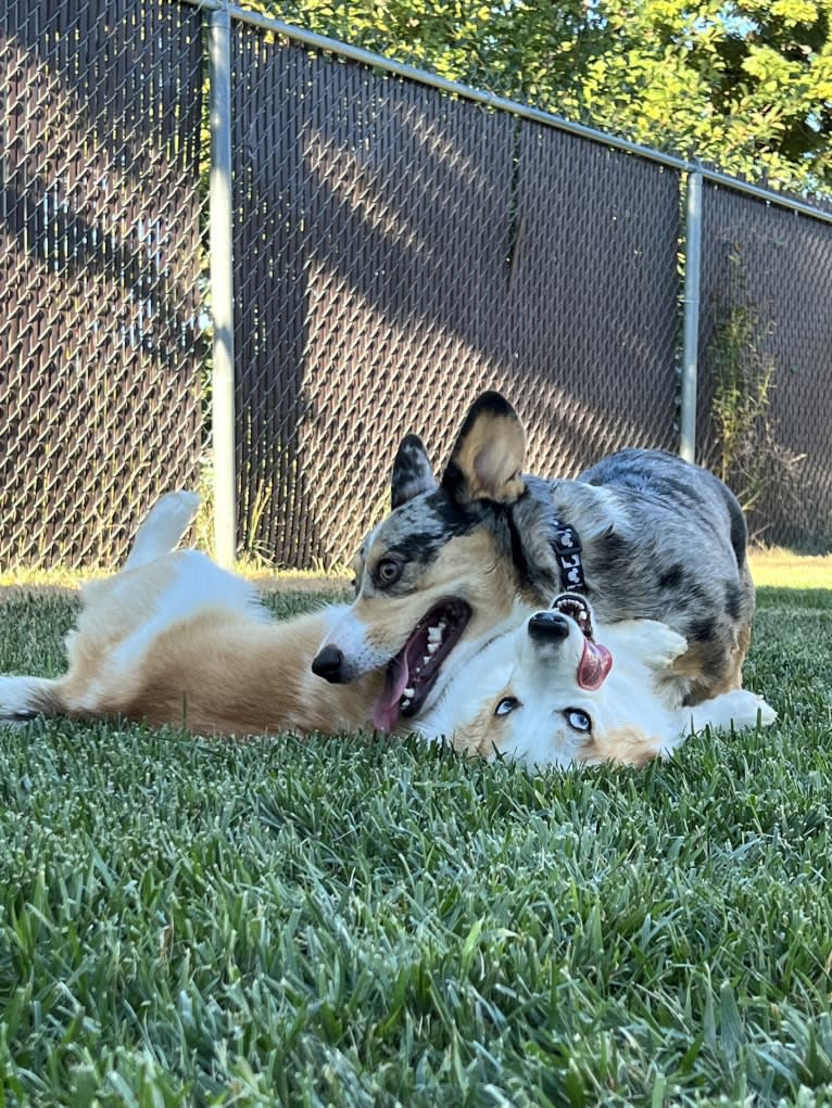 Sable, a Pembroke Welsh Corgi tested with EmbarkVet.com