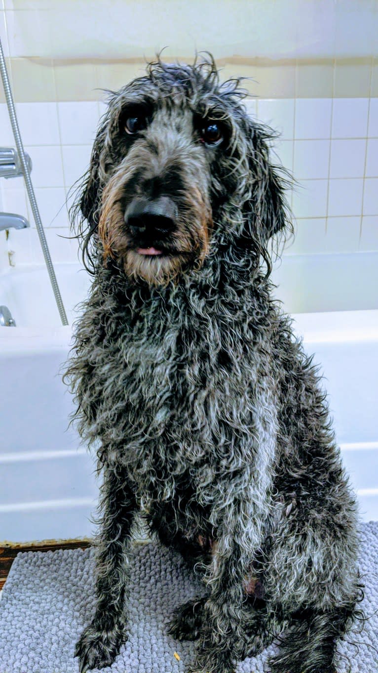 Max, a Labradoodle tested with EmbarkVet.com