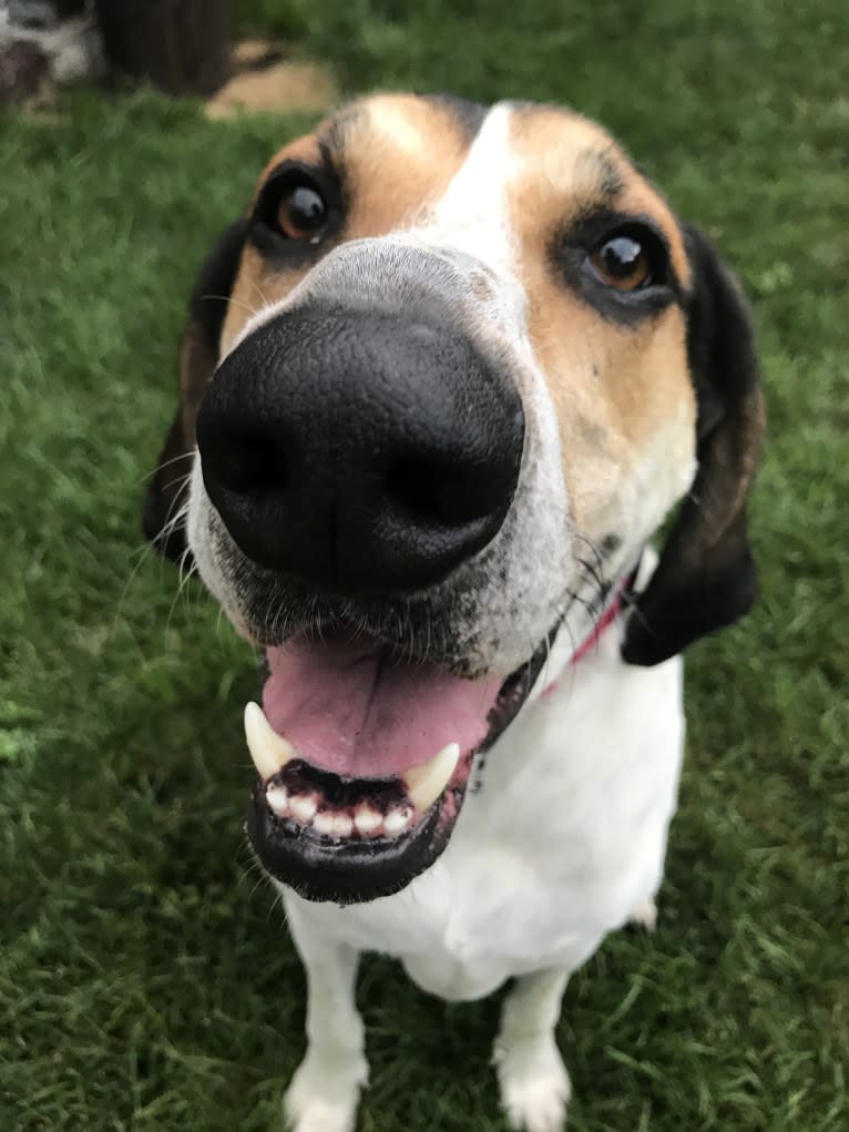 Harlow, a Treeing Walker Coonhound tested with EmbarkVet.com
