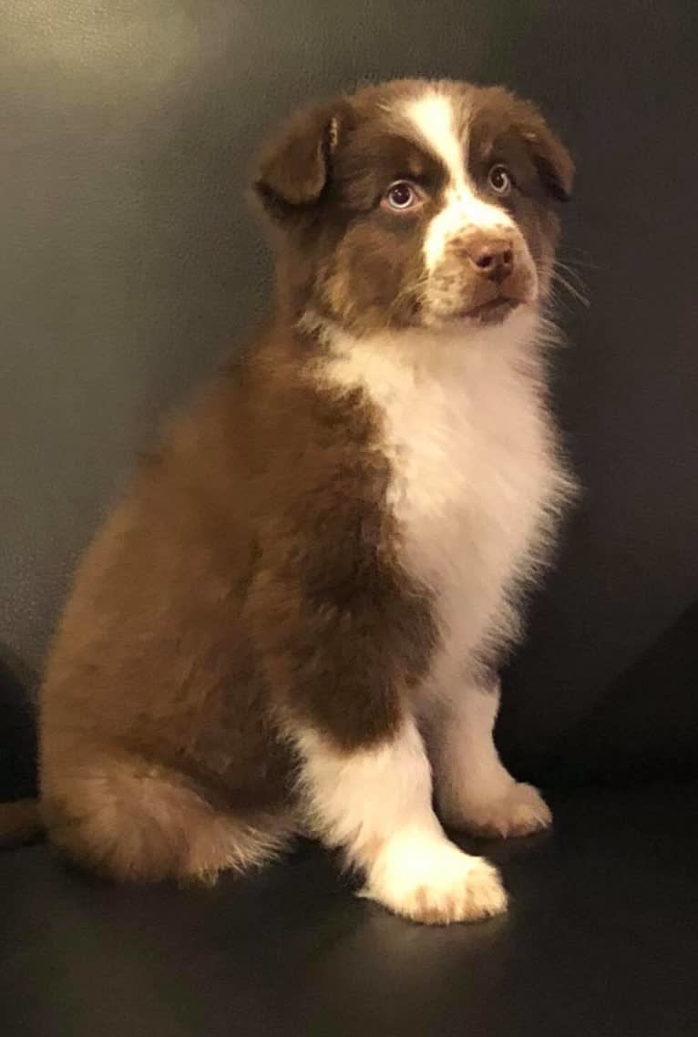 Jericho, an Australian Shepherd tested with EmbarkVet.com