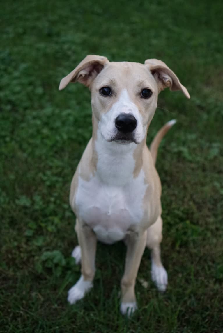 Leela, an American Pit Bull Terrier and Boxer mix tested with EmbarkVet.com