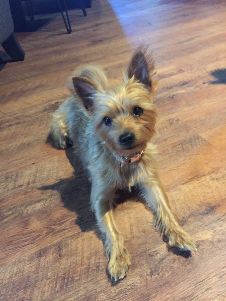 Charlie, a Yorkshire Terrier and Bichon Frise mix tested with EmbarkVet.com