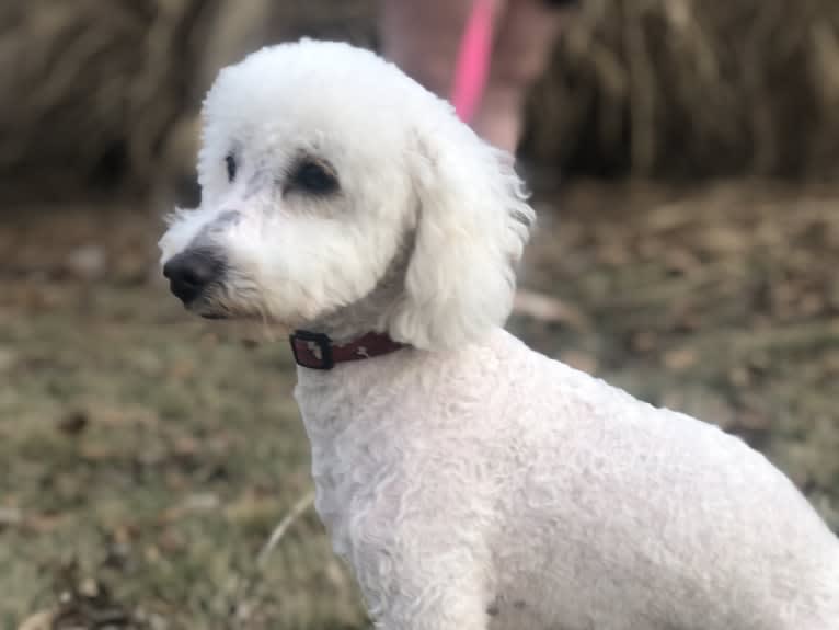 Wyatt, a Poodle (Small) tested with EmbarkVet.com