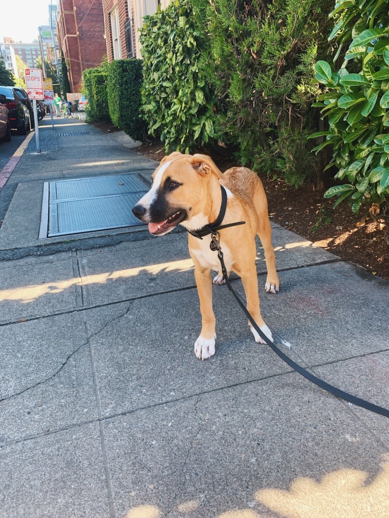 Dougie, an American Pit Bull Terrier and Boxer mix tested with EmbarkVet.com