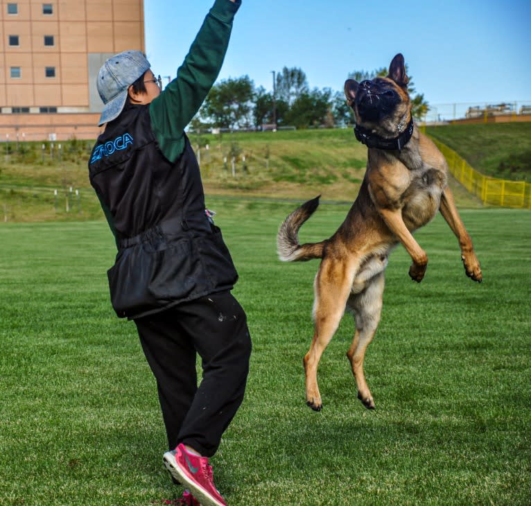 Syrus, a German Shepherd Dog and Belgian Malinois mix tested with EmbarkVet.com