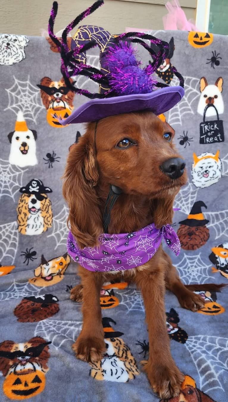 Bree, a Poodle (Small) and Cocker Spaniel mix tested with EmbarkVet.com