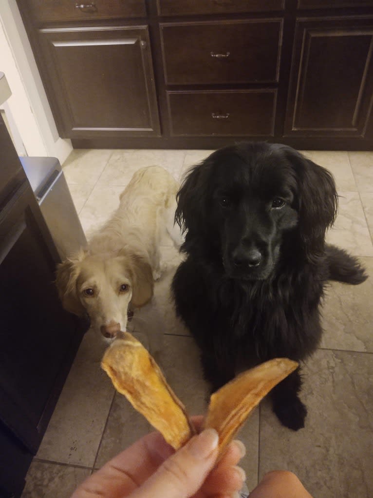 Molly, a Newfoundland tested with EmbarkVet.com