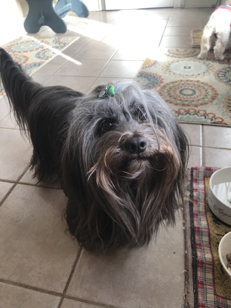 Gus, a Shih Tzu and Lhasa Apso mix tested with EmbarkVet.com