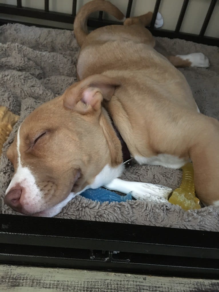 Leo, an American Pit Bull Terrier and Boxer mix tested with EmbarkVet.com