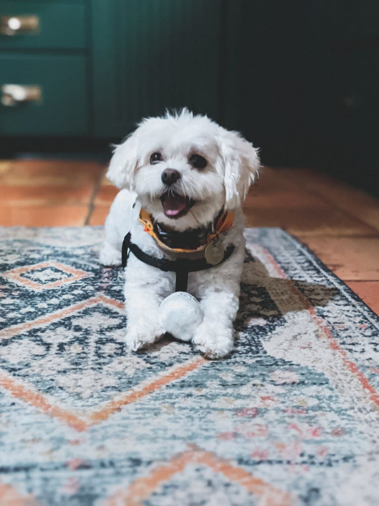 Leo, a Shihpoo (14.0% unresolved) tested with EmbarkVet.com