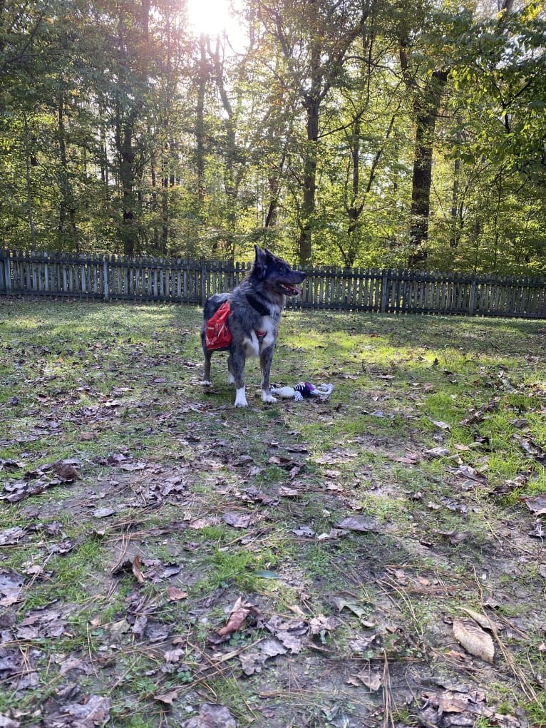 Dakota, an Australian Shepherd tested with EmbarkVet.com