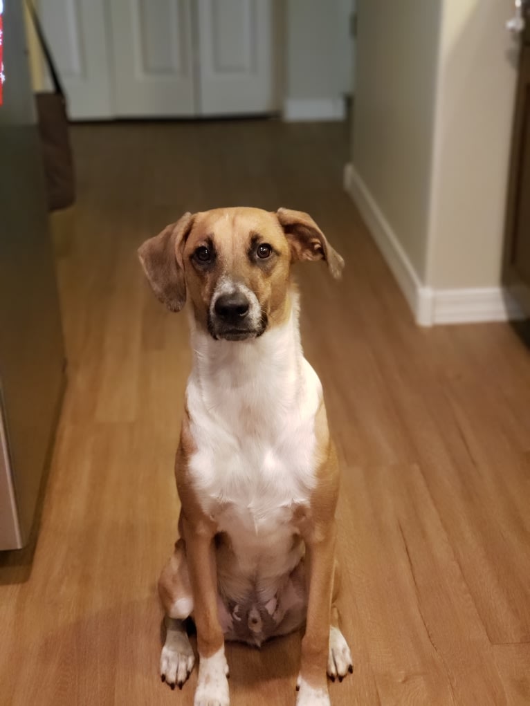 Max, a Treeing Walker Coonhound and American Pit Bull Terrier mix tested with EmbarkVet.com