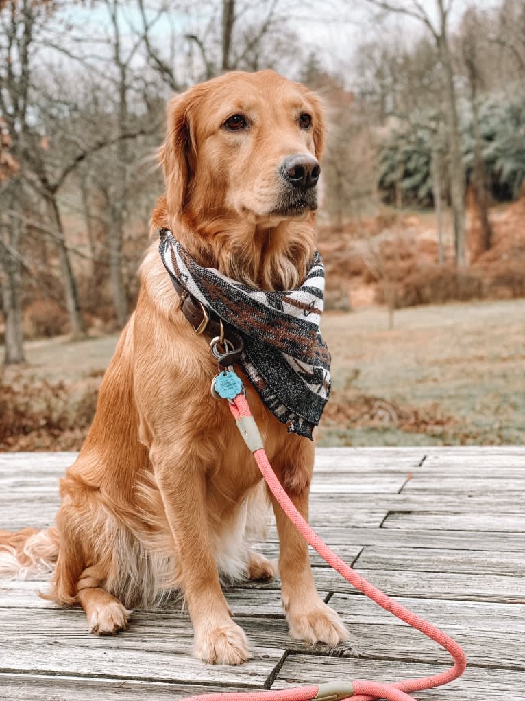 Marley, a Golden Retriever tested with EmbarkVet.com