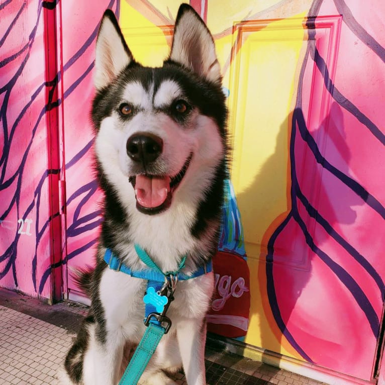 Zulia, a Siberian Husky and Chow Chow mix tested with EmbarkVet.com