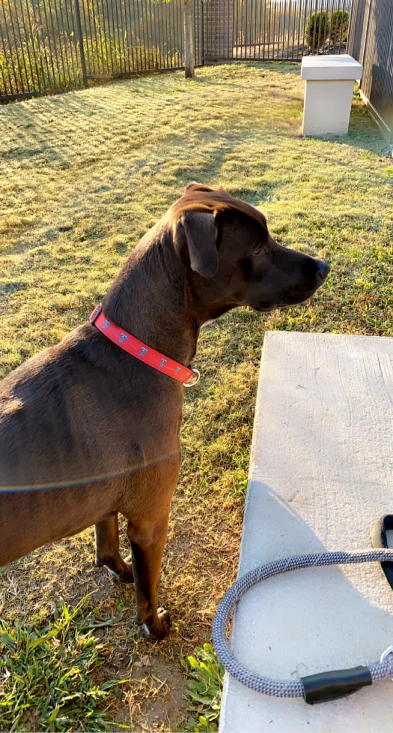 Raider, a Doberman Pinscher and Golden Retriever mix tested with EmbarkVet.com