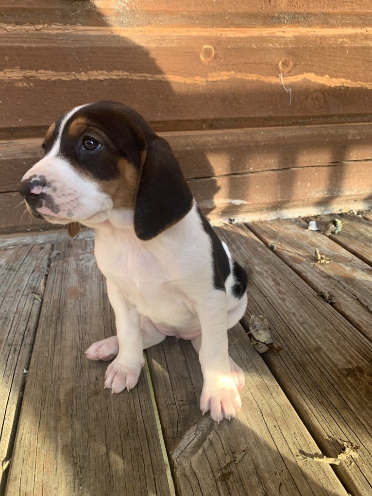 Luna, a Treeing Walker Coonhound tested with EmbarkVet.com