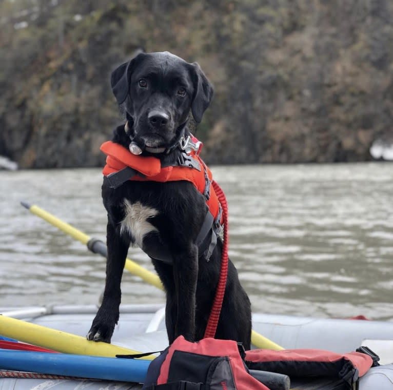 Stout, a Labrador Retriever and American Pit Bull Terrier mix tested with EmbarkVet.com