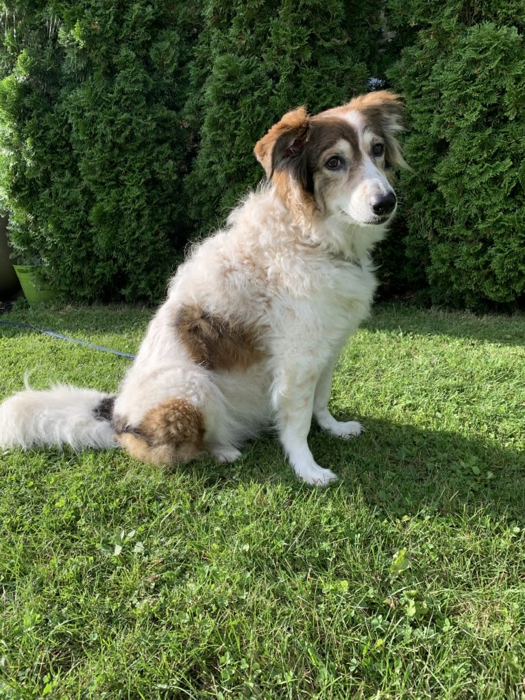 Zoey, a Border Collie and Maremma Sheepdog mix tested with EmbarkVet.com