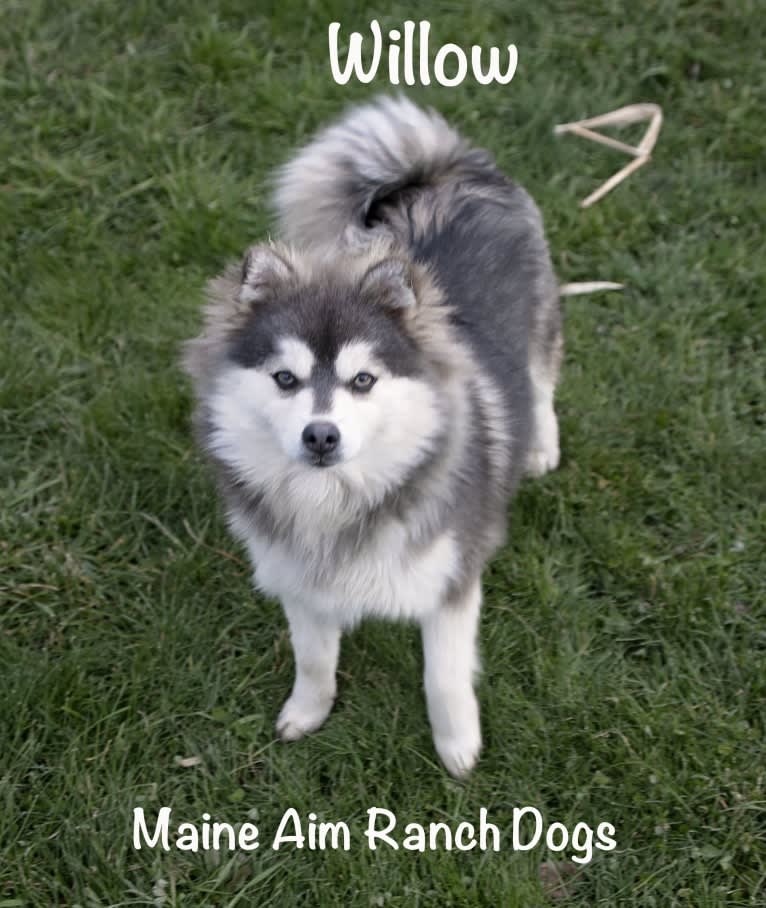 Willow, a Siberian Husky and Pomeranian mix tested with EmbarkVet.com