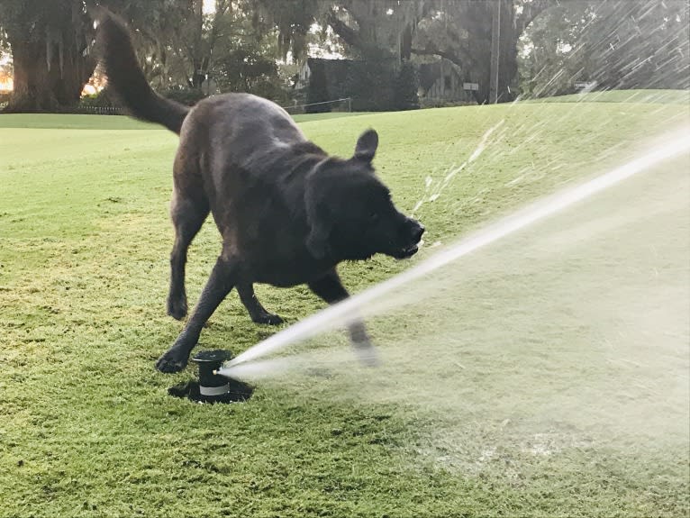 Rue, a Labrador Retriever and German Shepherd Dog mix tested with EmbarkVet.com