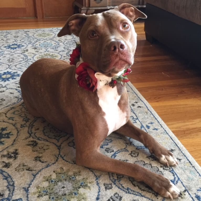 Blueberry, an American Pit Bull Terrier and American Staffordshire Terrier mix tested with EmbarkVet.com