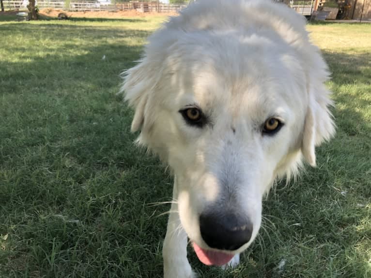 Aragorn, a Maremma Sheepdog tested with EmbarkVet.com