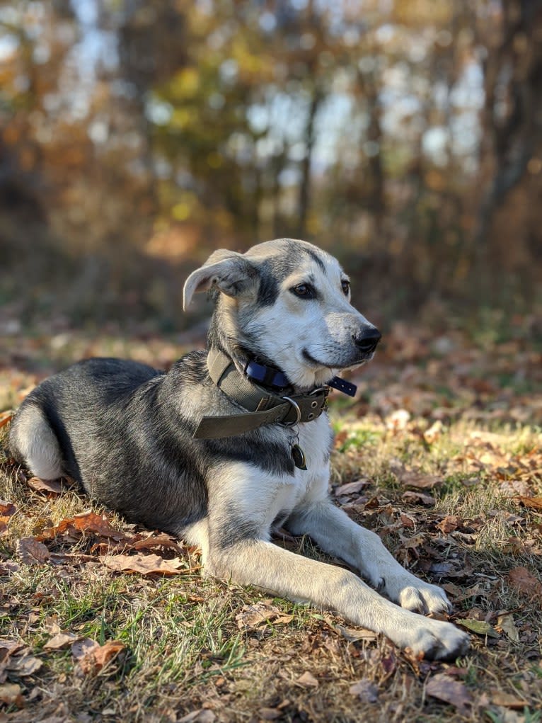 Finn, an Alaskan Malamute and Beagle mix tested with EmbarkVet.com