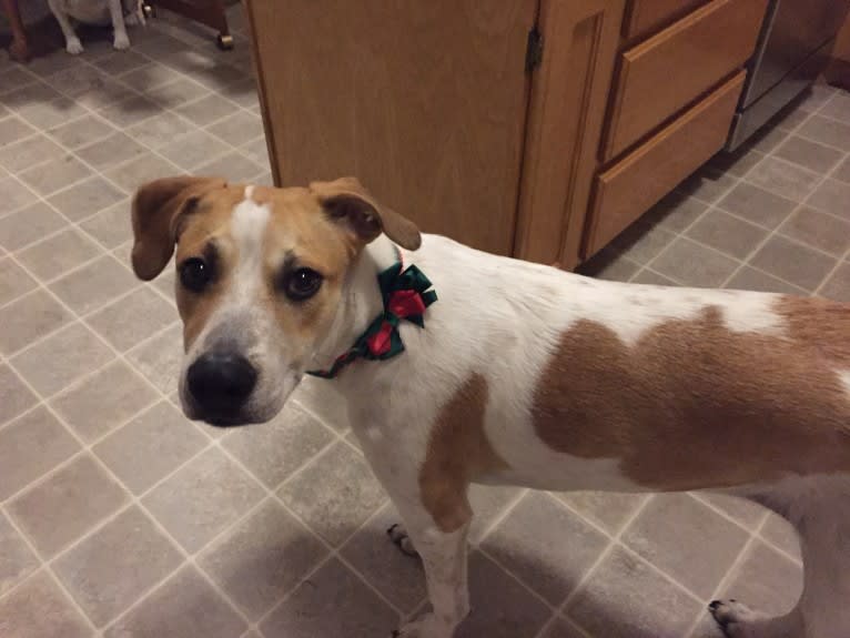 Canna, an American Pit Bull Terrier and Australian Cattle Dog mix tested with EmbarkVet.com